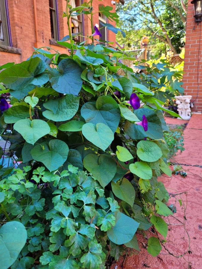 Buffalo Harmony House 외부 사진